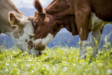 Bruine en witgevlekte koeien in de Europese Alpen