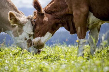 Gartenposter Kuh Braun-weiß gefleckte Kühe in den europäischen Alpen
