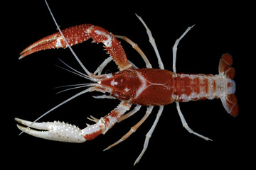crayfish