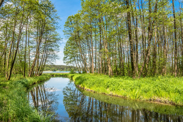 Spring landscape with green forest and river flowing into the lake