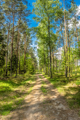 Beautiful forest road at spring landscape