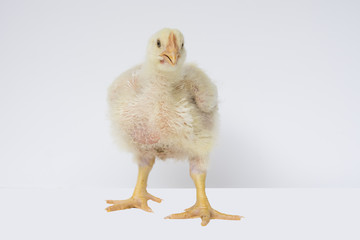 Chicken or young broiler chicken on isolated