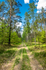 Beautiful forest road at spring landscape