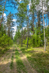 Obraz premium Road in the forest, spring landscape