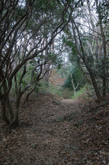 Fototapeta na wymiar Gravel road of Mt.rokko in kobe,Japan.