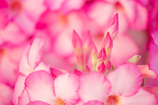Pink Desert Rose or Impala Lily. © amornchaijj