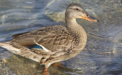 Mallard duck female standing in water at shoreline
