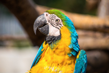 Parrot portrait