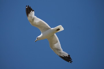 In flight