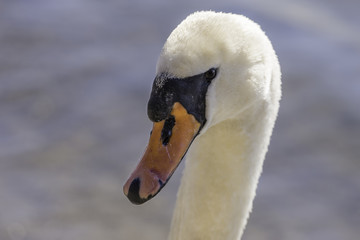 Closeup of graceful swan face looking at camera, details in eye, beak and soft feathers, intimate wildlife portrait