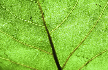 hoja verde