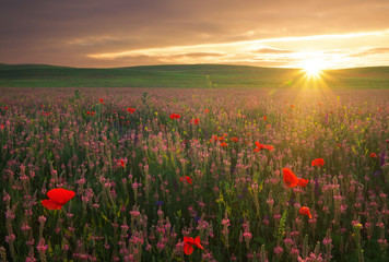 Fototapeta na wymiar Field with grass, violet flowers and red poppies against the sunset sky