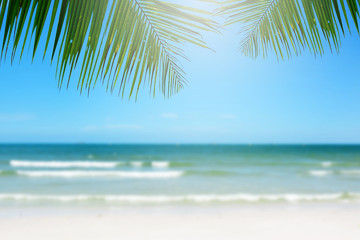 Beach background with palm tree.