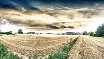 Panorama of Wheat field © dade72