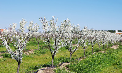 an almond tree farm with spring blooming, south of Portugal