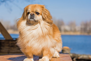 Beautiful red pekingese walk on outdoors in sunny day on nature backaround near blue river