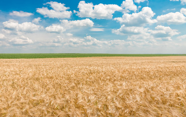 organic golden ripe ears of wheat in field
