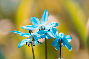 Blue blossom flowers spring snowdrop Scilla Squill