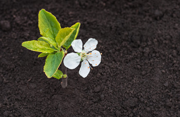 Sprout in spring flowering plum natural background