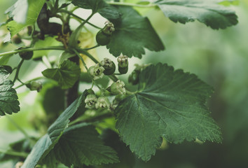 flowers black currant, spring background