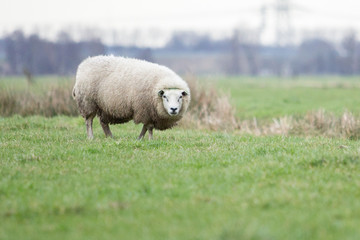 One White Sheep
