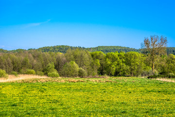 Beautiful spring landscape with blooming dandelions on meadow