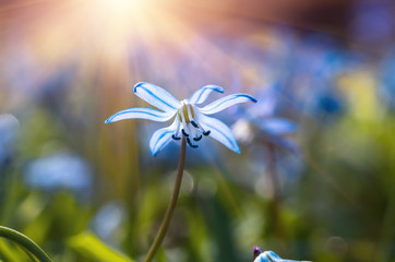 Blue blossom flowers spring snowdrop Scilla Squill