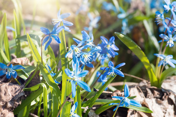 Blue blossom flowers spring snowdrop Scilla Squill