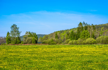 Fototapeta na wymiar Beautiful spring landscape with blooming dandelions on meadow