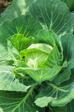 Close-up of fresh cabbage vegetable in field
