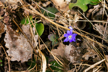 First fresh blue violet in the forest