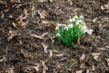 Fresh first snowdrops blooming