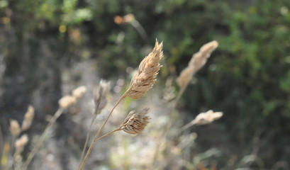 Little Plant
