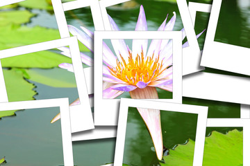 Lotus white instant photo