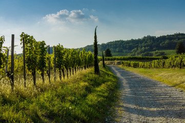 Fototapeta na wymiar Vineyards in the italian countryside in a sunny summer evening
