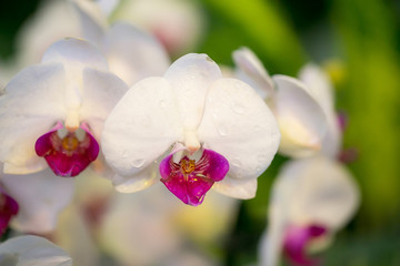 Tropical flowers white orchid.