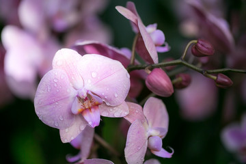 Tropical flowers pink orchid.