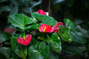 Red tropical flower anthurium and green leaves - obrazy, fototapety, plakaty