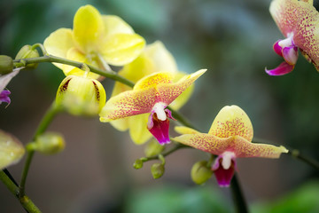 Naklejka na ściany i meble Tropical flowers yellow-pink orchids.