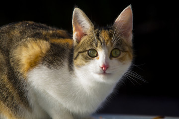 Katze beobachtet scharf