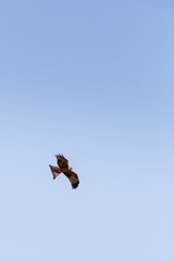 Cape Vulture (Gyps coprotheres) Flying in Sky, South Africa, Kruger Park