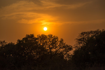 Obraz premium Sunset in behind Trees, South Africa