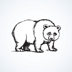 Panda. Vector drawing