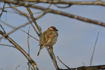 sparrow