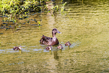 A female mallard duck swims through the water with her ducklings.