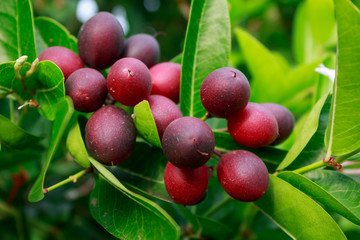 Karanda or Carunda fruit on three background