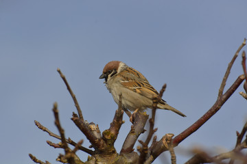 sparrow