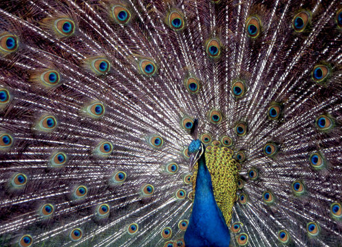 A male peacock spreads his tail feathers