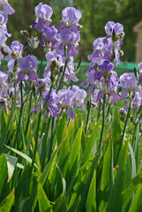 Iris bleu ciel au printemps au jardin