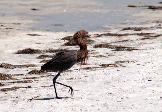 A red egret searches for food along the beach near Ft. DeSoto State Park, Florida.